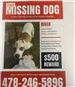 RIVER MISSING DOG FLYER
