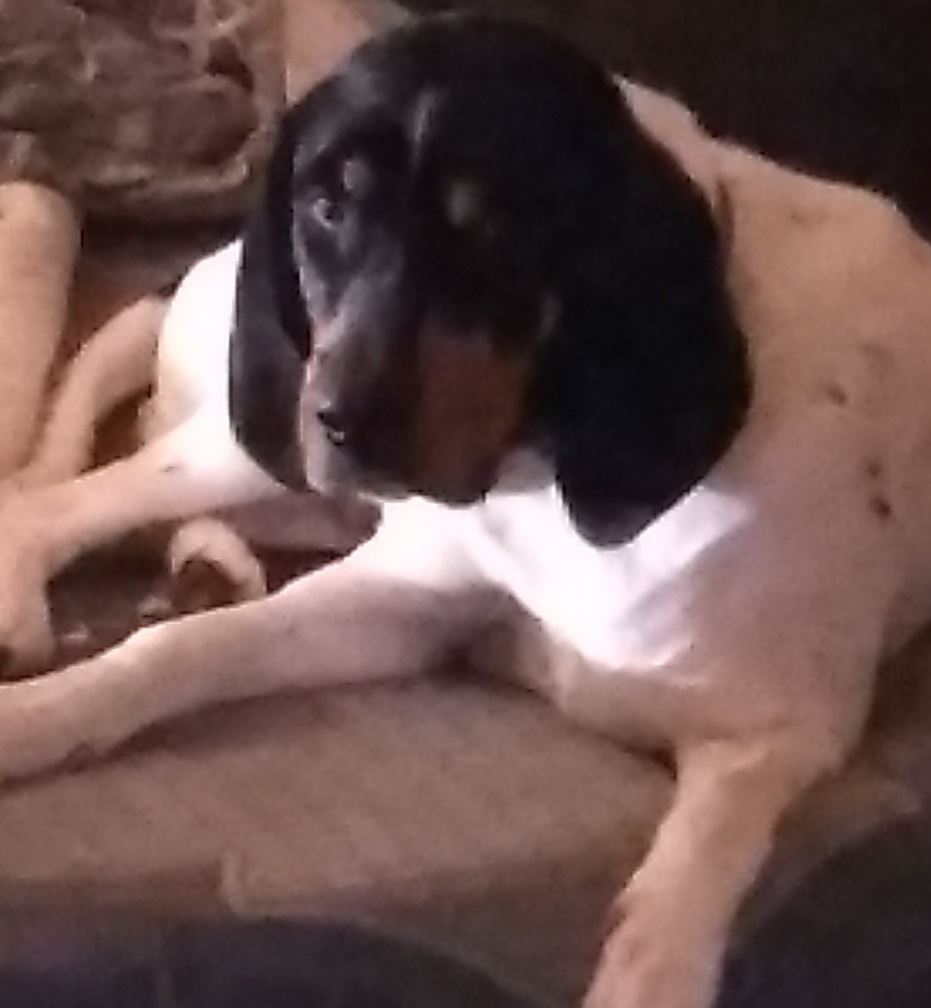 CHRIS HERNDON MISSING 89443